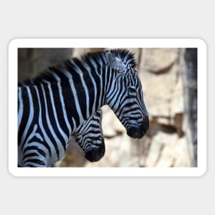 Grants Zebras Sticker